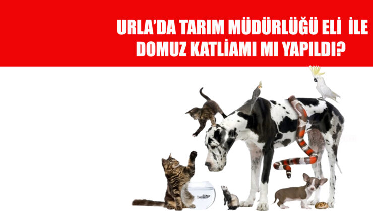 VURUN BÜTÜN HAYVANLARI İNSANLIK RAHAT ETSİN!